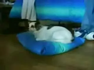 Nézd borotvált punci meg a videót pornó cutie nőtt jó minőségű, a kategória Szopás, cum.